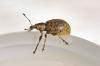 Liophloeus tessulatus